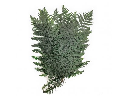 Paproc stabilizowana Wietlica samicza (Lady fern)