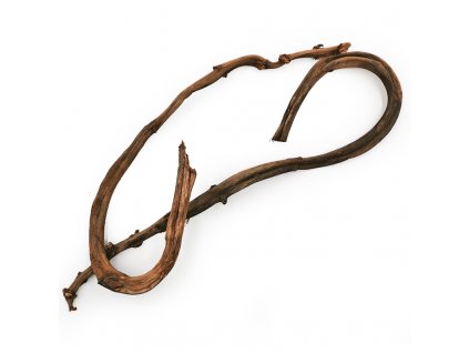 Pędy Bananowca Banana stick