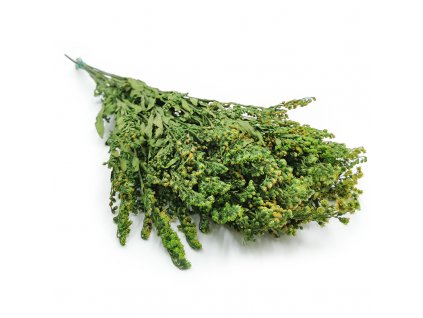 Kwiat Solidago Stabilizowany
