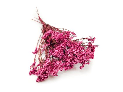Sušený Ozothamnus Diosmi - Růžová