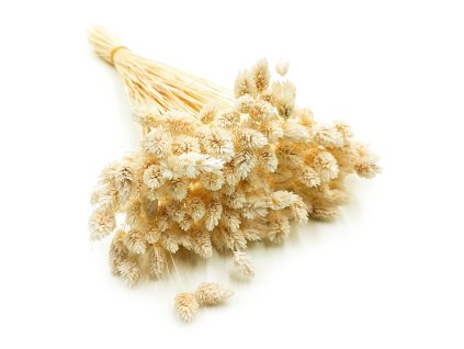 Phalaris Kanar susozny bielony 2