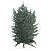 Stabilizovaná kapradina - Dryopteris - tmavě zelená
