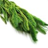 Setaria stabilizowana zielona 1