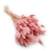 Lagurus ROZOWY suszony bunny tail pearl pink okl3