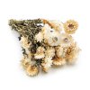 Kocanka biała suszona kocanki chelichrysum bukiet