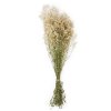 Stabilizovaný Šater - (Gypsophila) - bílá