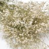 Stabilizovaný Šater - (Gypsophila) - bílá