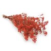 Stabilizovaný Šater - (Gypsophila) - červená