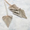 Palm spear Naturalny 2