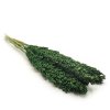 Sorgo suszone zielone