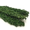 Sorgo suszone zielone zblizenie