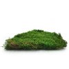 Long Moss Flat Średni Zielony Okładka