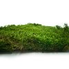 Long Moss Flat Średni Zielony