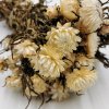 Kocanka Biała (Helichrysum) zblizenie