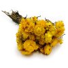 Sušená Slaměnka (Helichrysum) PREMIUM - žlutá