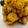 Sušená Slaměnka (Helichrysum) PREMIUM - žlutá