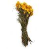 Sušená Slaměnka (Helichrysum) PREMIUM - Žltá