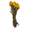 Sušená Slaměnka (Helichrysum) PREMIUM - žlutá