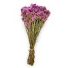 Limonium Różowe cale