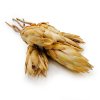 Suszona Protea kremowa okladka