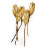 Suszona Protea kremowa zala