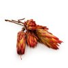 Suszona Protea czerwona okladka