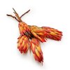 Suszona Protea czerwona okladka1