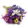 Sušená Limonka chobotnatá (Limonium sinuatum) - mix