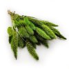 Setaria suszona zielona okladka