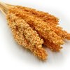 Sorgo sorghum suszone brzoskwiniowe zblizenie