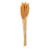 Sorgo sorghum suszone brzoskwiniowe cale