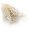Lepidium Bielone Suszone 5