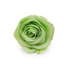 Róża Stabilizowana Lime Green okladka