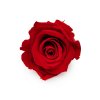 Róża Stabilizowana Red okladka