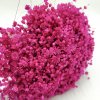 Sušená Glixia Marcela - (Marcela) - Magenta