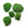 Ball Moss - kopečkový mech - středně zelená - 100g - SWE