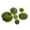 Dark Green Ball Moss wholesale