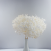 Stabilizovaná hortenzie (Hydrangea Cabeza) - Biela - Kytice