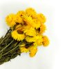 Helichrysum żółte suszona kocanka Granvia zbl