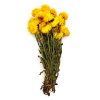 Helichrysum żółte suszona kocanka Granvia cale