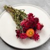 Sušená Slaměnka (Helichrysum) - červená