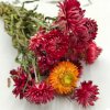 Sušená Slaměnka (Helichrysum) - červená