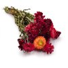 Kocanka Helichrysum suszona czerwona okl1