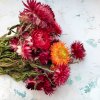Sušená Slaměnka (Helichrysum) - červená