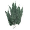 Stabilizovaná kapradina - Osladič obecný - (Polypodium vulgare) - zelená