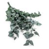 Eukaliptus Stabilizowany Cinerea Zielony