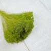 Sušený Broom Bloom - Svetlozelená