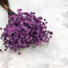 Sušená Glixia - (Comanthera) - levandulová-50g