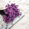 Sušená Glixia - (Comanthera) - levandulová-50g