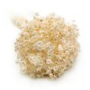 Sušená Glixia - (Comanthera) - krémová - 50g